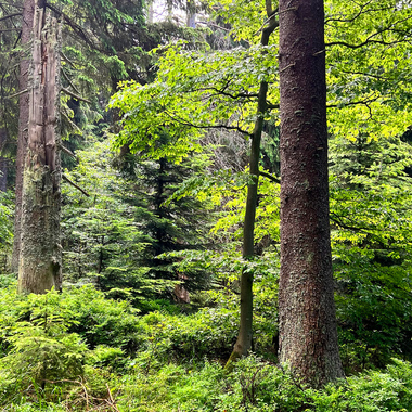 Beskydská příroda